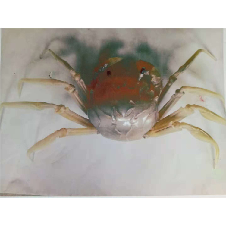 苗兴忠牛角雕大展鸿图